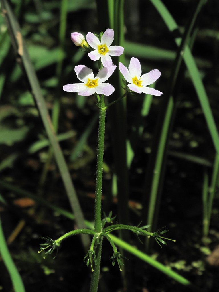 Hottonia palustris